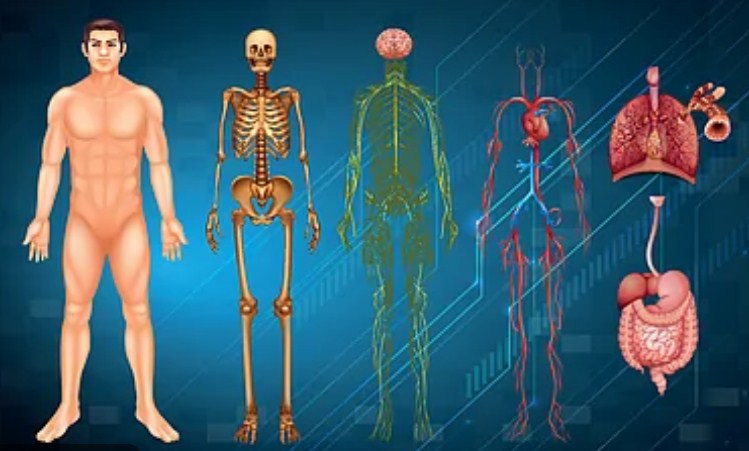 মানব দেহ পরিচিতি